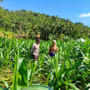 Sinergi Polri-Petani, Pengecekan Lahan Jagung di Mareje Timur