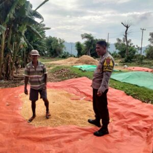 Bhabinkamtibmas Desa Cempi Jaya Lakukan Pemantauan Hasil Panen Warga Dukung Program Ketahanan Pangan Nasional