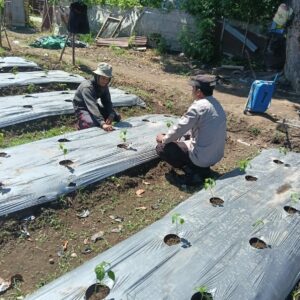 Bhabinkamtibmas Desa Bukit Damai Dampingi Warga Manfaatkan Lahan untuk Pangan Bergizi