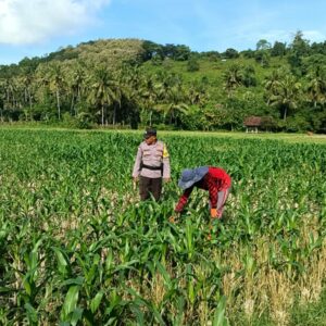 Dukung Ketahanan Pangan Nasional, Bhabinkamtibmas Tarusa Ajak Warga Memaksimalkan Lahan