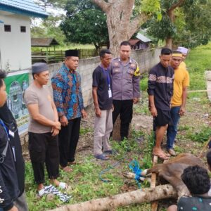 Keluarga Besar Polsek Manggelewa dan Bhayangkari Berbagi Daging Kurban di Hari Raya Iduladha 1446 H