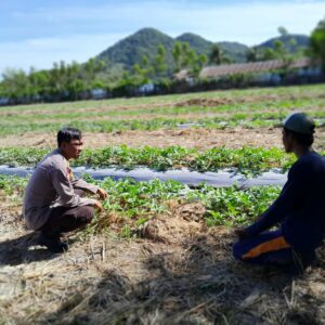Bhabinkamtibmas Desa Talonang Baru Dukung Ketahanan Pangan Lewat Pendampingan Petani Buah
