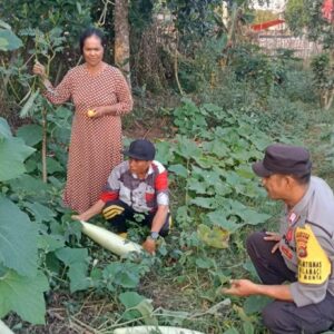 Dukung Program Ketahanan Pangan Nasional, Bhabinkamtibmas Polsek Monta Tinjau Lahan Sayur Warga Binaan