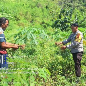 Bhabinkamtibmas Desa Luk Wujudkan Ketahanan Pangan, Bantu Panen dan Edukasi Warga