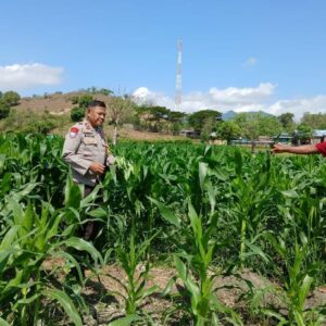 Dukung Program Prioritas Presiden RI, Bhabinkamtibmas Polsek Woha Edukasi dan Monitoring Petani di Desa Binaan