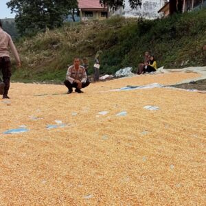 Mendukung Penuh Program Ketahanan Pangan Nasional Kapolsek Donggo Monitoring Stock Jagung