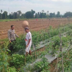 Ketahanan Pangan di Desa Binaan, Bhabinkamtibmas Polsek Woha Laksanakan Pengecekan Lahan Tomat Warga