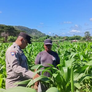 Bhabinkamtibmas Desa Sekongkang Bawah Laksanakan Sambang dan Cek Ketahanan Pangan Lahan Jagung MT2