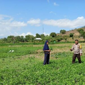 Mendukung Program Ketahanan Pangan Nasional, Bhabinkamtibmas Polsek Woha Pantau Lahan Sayur Milik Warga Binaan