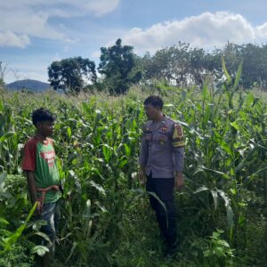 Bhabinkamtibmas Desa Talonang Baru Lakukan Sambang dan Pengecekan Lahan Jagung Tahap II