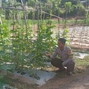 Dukung Ketahanan Pangan, Bhabinkamtibmas Desa Belo Dampingi Warga Kelola Tanaman Mentimun