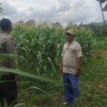Dukung Swasembada Pangan, Bhabinkamtibmas Kawal Tanaman Jagung di Kediri, Lombok Barat