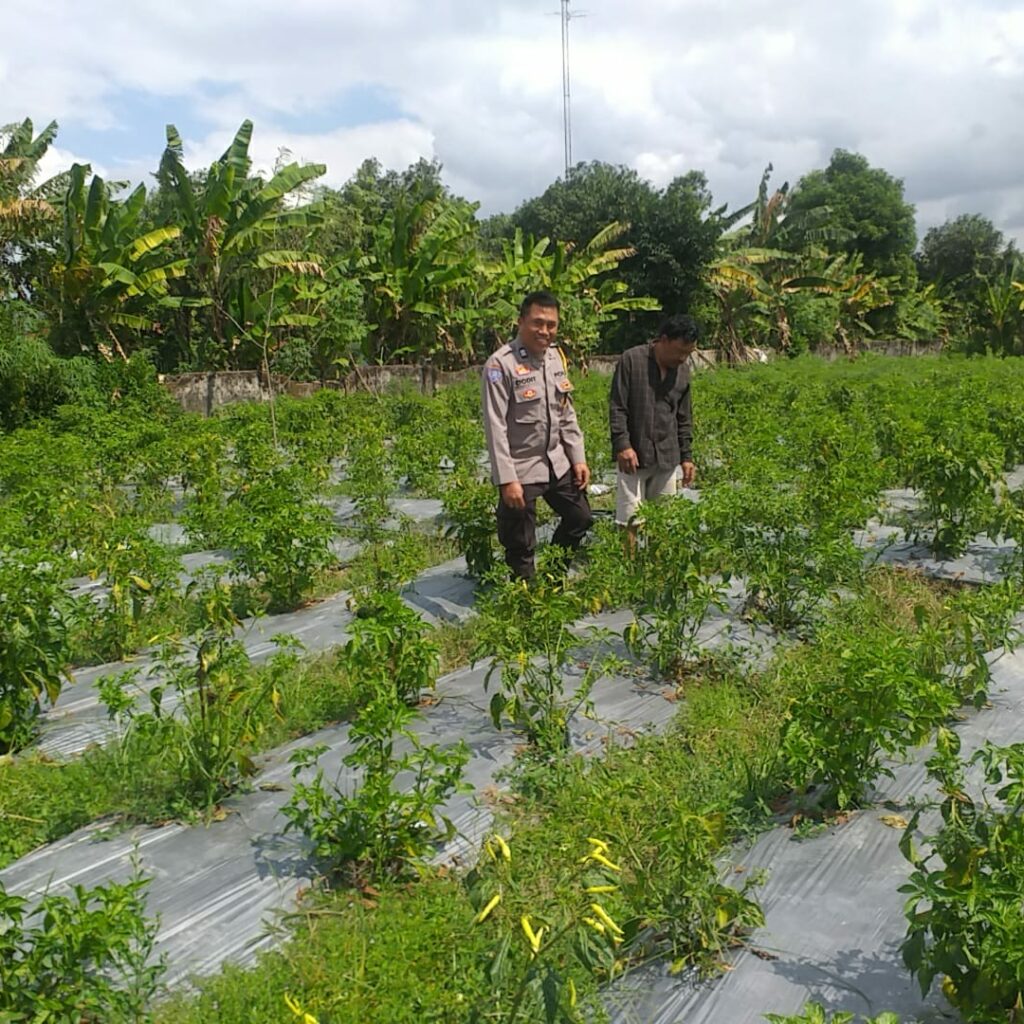 Bhabinkamtibmas Jagaraga Gencarkan Sosialisasi Ketahanan Pangan, Dorong Petani Manfaatkan Lahan