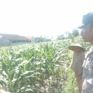 Sinergi Polri dan Petani Labuapi Wujudkan Desa Mandiri Pangan