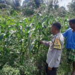Aiptu Muhammad Bakri Dampingi Petani Jagung di Desa Montong Are