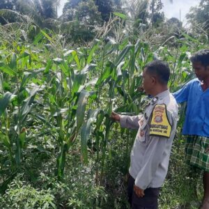 Aiptu Muhammad Bakri Dampingi Petani Jagung di Desa Montong Are