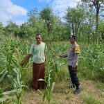 Sinergi Polri dan Warga Sekotong Wujudkan Ketahanan Pangan dari Pekarangan