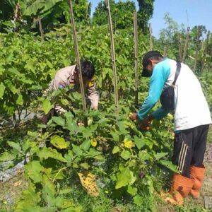 Sinergi Petani dan Polisi Kuatkan Ketahanan Pangan Kuripan