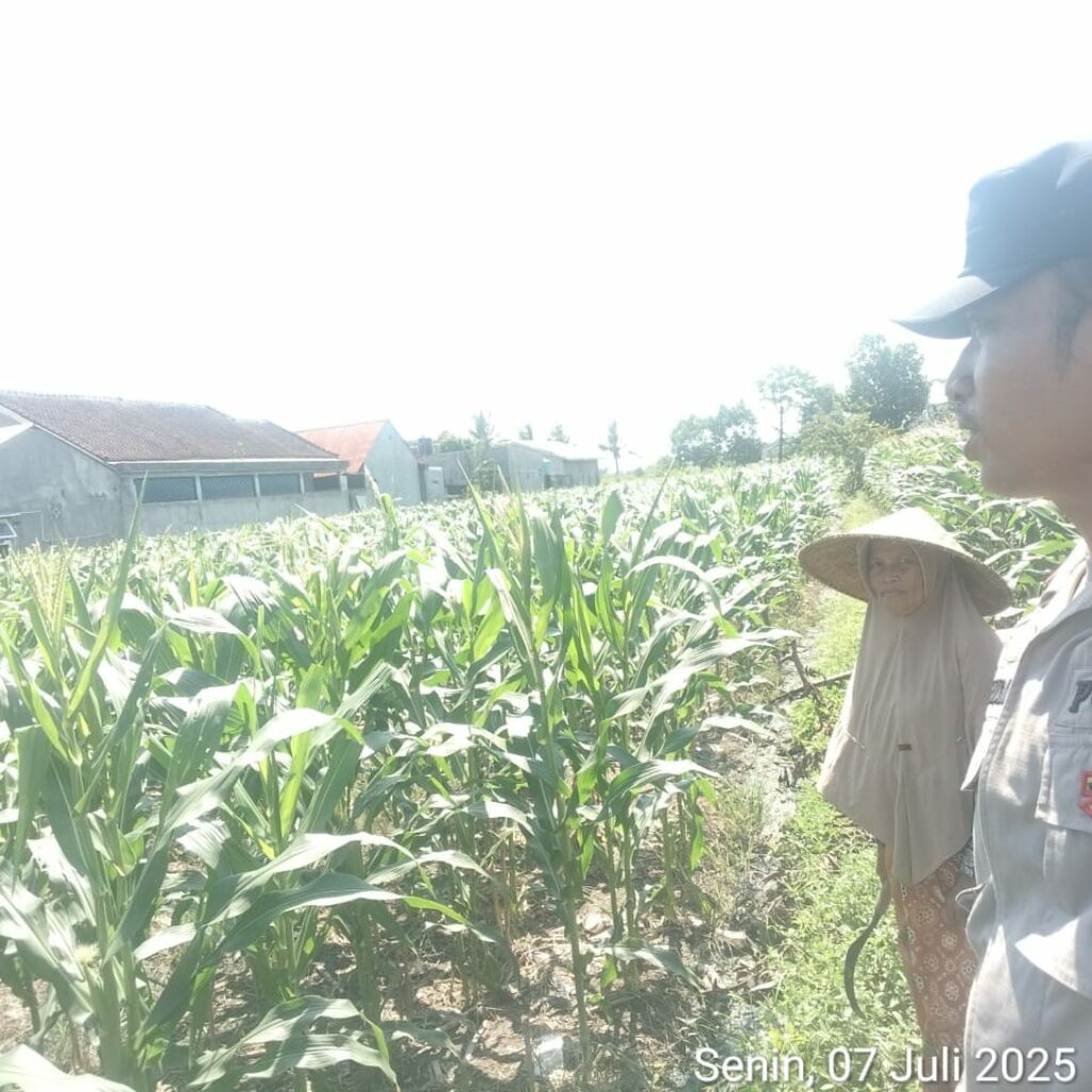 ketahanan pangan, Bhabinkamtibmas, Labuapi, Polsek Labuapi, pekarangan produktif, pertanian lokal, sinergi polisi masyarakat, NTB, pangan nasional, Harkamtibmas