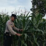 Panen Jagung Bersama, Polisi dan Warga Labuapi Perkuat Ketahanan Pangan