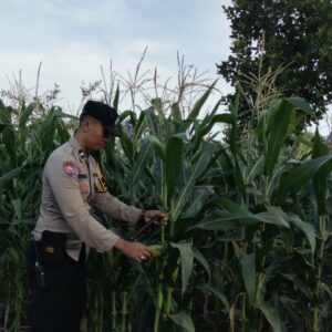 Panen Jagung Bersama, Polisi dan Warga Labuapi Perkuat Ketahanan Pangan