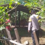 Optimalisasi Lahan Kosong, Polsek Sekotong Dukung Swasembada Pangan
