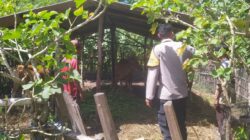 Bhabinkamtibmas Batu Putih Bina Warga Kembangkan Sapi Ternak