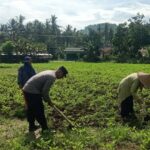 Kolaborasi Polisi dan Warga Kuripan Wujudkan Kemandirian Pangan