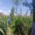 Sinergi Polisi dan Petani di Lombok Barat: Pantau Jagung Siap Panen