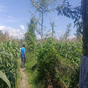 Sinergi Polisi dan Petani di Lombok Barat: Pantau Jagung Siap Panen