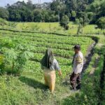Polsek Kediri Ajak Warga Tanam Sayur demi Swasembada Pangan di Lombok Barat