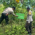 Sinergi Ketahanan Pangan: Pemanfaatan Hutan Mareje Timur untuk Tumpang Sari