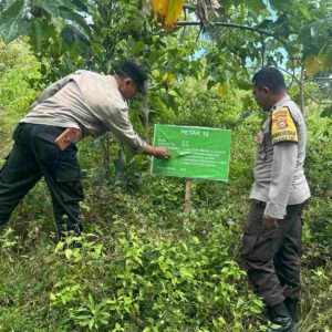 Sinergi Ketahanan Pangan: Pemanfaatan Hutan Mareje Timur untuk Tumpang Sari