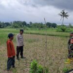 Polisi Turun ke Sawah: Bhabinkamtibmas Kediri Dampingi Petani di Montong Are