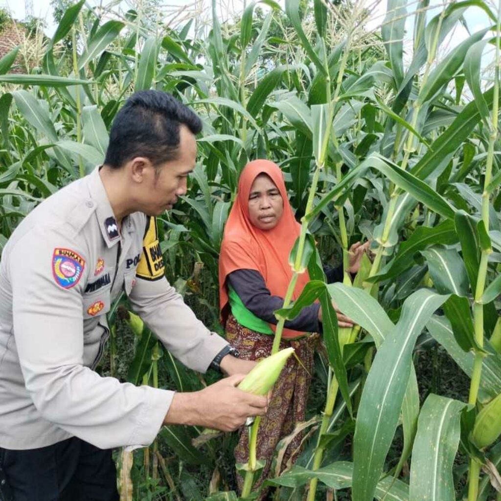 Polsek Labuapi Perkuat Ketahanan Pangan Nasional Lewat Pendampingan Petani Lokal