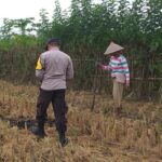Pekarangan Jadi Lumbung Pangan: Inisiatif Humanis Bhabinkamtibmas di Desa Jagaraga