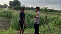 Kuripan Utara Jadi Contoh Penerapan Ketahanan Pangan Rumah Tangga