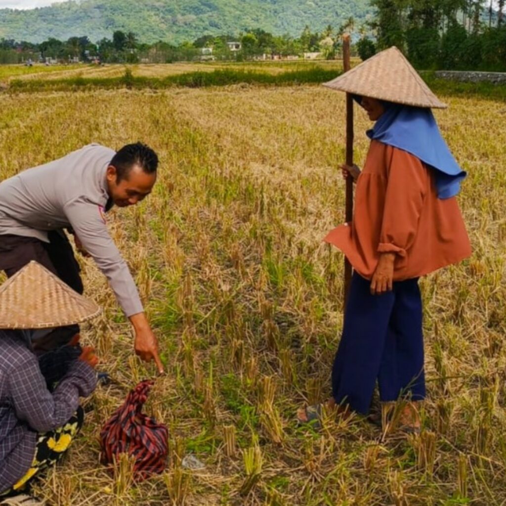 Sinergi Polsek Kuripan dan Petani Iting Langgem, Dukung Swasembada Pangan Lokal