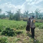 Panen Kacang di Taman Ayu: Momen Polisi Bangun Komunikasi Humanis dengan Warga