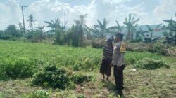 Sinergi TNI-Polri Dukung Ketahanan Pangan di Desa Taman Ayu, Gerung