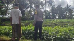 Ketahanan Pangan Dimulai dari Pekarangan Warga Lembar
