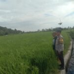 Bhabinkamtibmas Desa Rhee Dukung Ketahanan Pangan dengan Memotivasi Warga Manfaatkan Pekarangan