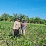 Lahan Pertanian So Pali Desa Kramat Telah Terisi Penuh, Bhabinkamtibmas Pastikan Tidak Ada Penanaman Baru Kuartal Ketiga