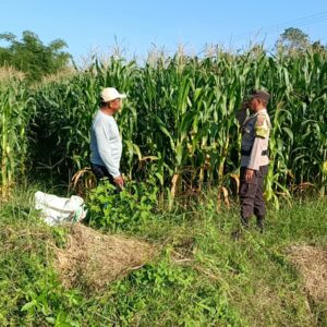 Bhabinkamtibmas Tarusa Dukung Ketahanan Pangan Nasional Melalui Program Sambang dan Pengecekan Lahan Produktif