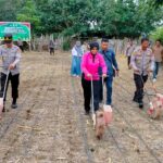 Kapolri,Pimpin Penanaman Jagung Kuartal III Serentak Secara Virtual Kapolres Bima Laksanakan Penanaman Jagung di Lahan 1 Hektare Milik Mapolsek Monta