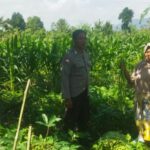 Perkuat Kamtibmas dan Ketahanan Pangan, Polsek Kediri Hadir di Tengah Sawah