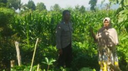Perkuat Kamtibmas dan Ketahanan Pangan, Polsek Kediri Hadir di Tengah Sawah
