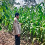 Bhabinkamtibmas Desa Rarak Ronges Dampingi Pengelolaan Pekarangan Pangan Bergizi Musim Tanam Kuartal II