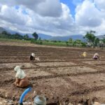 Semangat Membangun Indonesia Sebagai Lumbung Pangan Dunia dan Sukseskan Program Ketapang Nasional Bhabinkamtibmas Polsek Woha Pantau Budidaya Bawang Merah