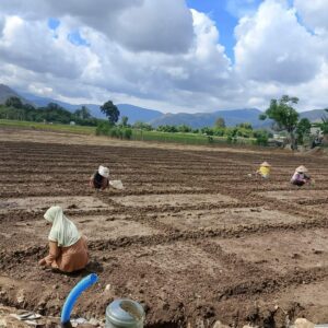 Semangat Membangun Indonesia Sebagai Lumbung Pangan Dunia dan Sukseskan Program Ketapang Nasional Bhabinkamtibmas Polsek Woha Pantau Budidaya Bawang Merah